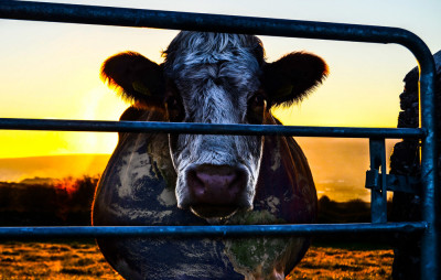 Âm mưu về bò sữa: Bí mật của sự bền vững - Cowspiracy: The Sustainability Secret