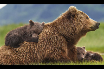 Bears - Bears