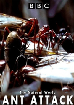 Kiến ăn thịt - The Natural World - Ant Attack (2006)