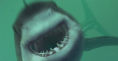 Mồi Cá Mập - Open Water 3: Cage Dive - Shark Terror