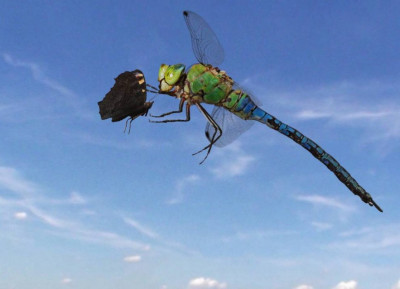 Sky Hunters - The World of Dragonfly - Sky Hunters - The World of Dragonfly