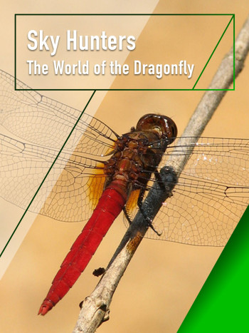 Sky Hunters - The World of Dragonfly - Sky Hunters - The World of Dragonfly
