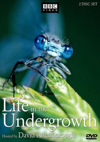 Thế Giới Côn Trùng - Life in The Undergrowth (2005)